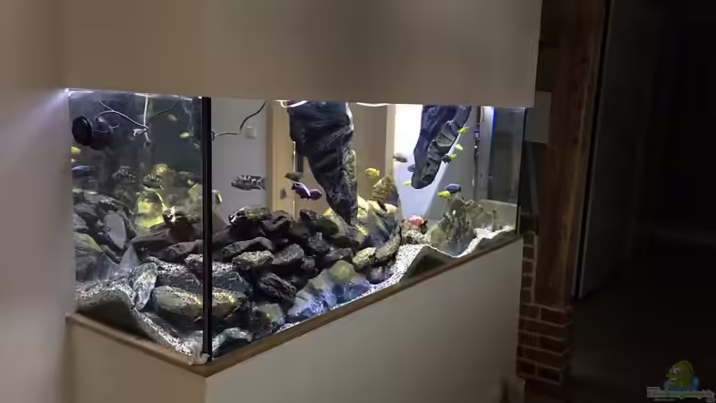 Aquarium Hauptansicht von Malawi-Schluchten Aquarium Hauptansicht von Malawi-Schluchten