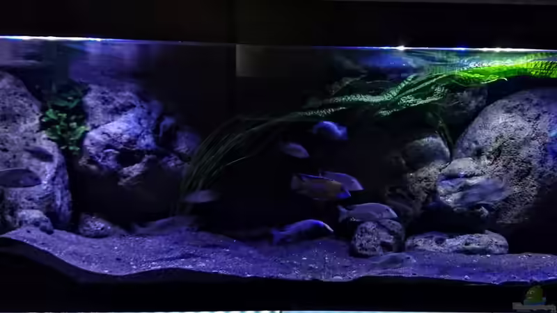 Aquarium Hauptansicht von Malawi Übergangszone Aquarium Hauptansicht von Malawi Übergangszone