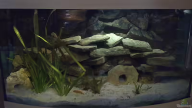 Aquarium Hauptansicht von Malawi Aquarium Hauptansicht von Malawi