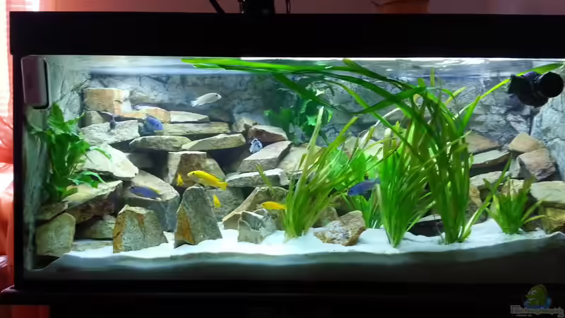 Aquarium Hauptansicht von Malawi Aquarium Hauptansicht von Malawi