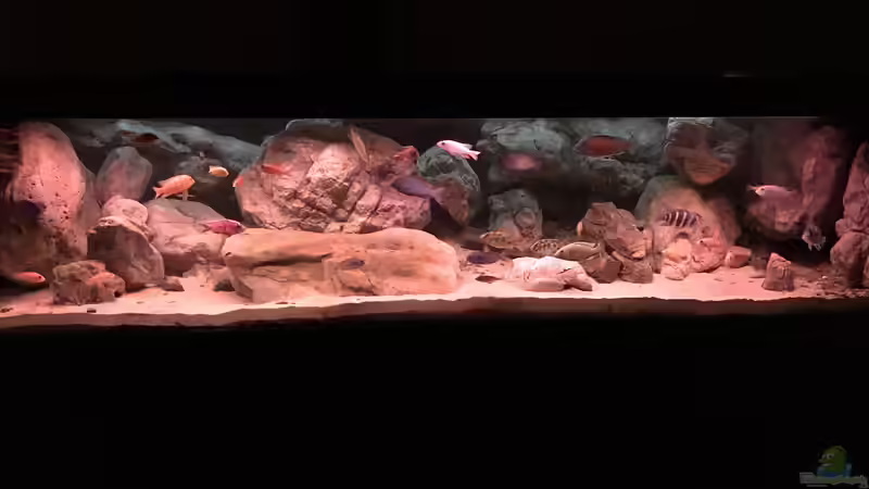 Aquarium Hauptansicht von Malawi Aquarium Hauptansicht von Malawi