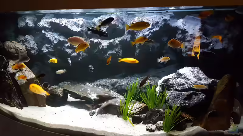 Aquarium Hauptansicht von Malawi Aquarium Hauptansicht von Malawi