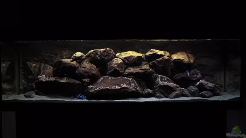Aquarium Hauptansicht von Malawi Aquarium Hauptansicht von Malawi