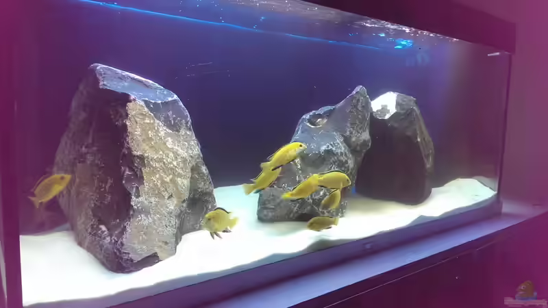 Aquarium Hauptansicht von Malawi Aquarium Hauptansicht von Malawi