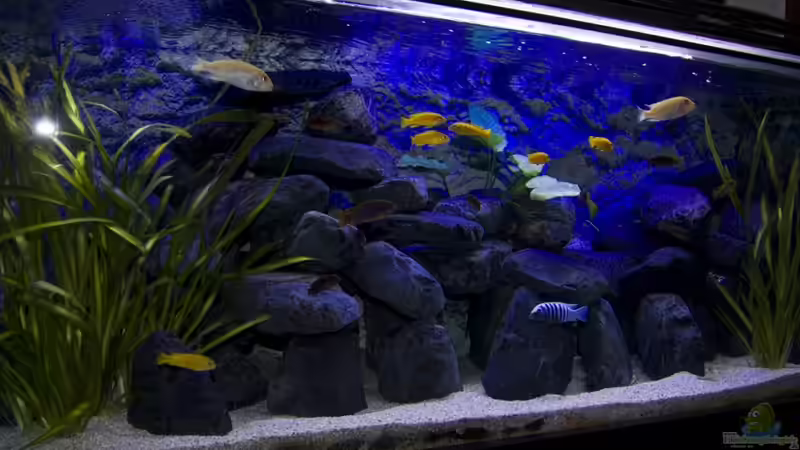 Aquarium Hauptansicht von Malawibecken 300L Aquarium Hauptansicht von Malawibecken 300L