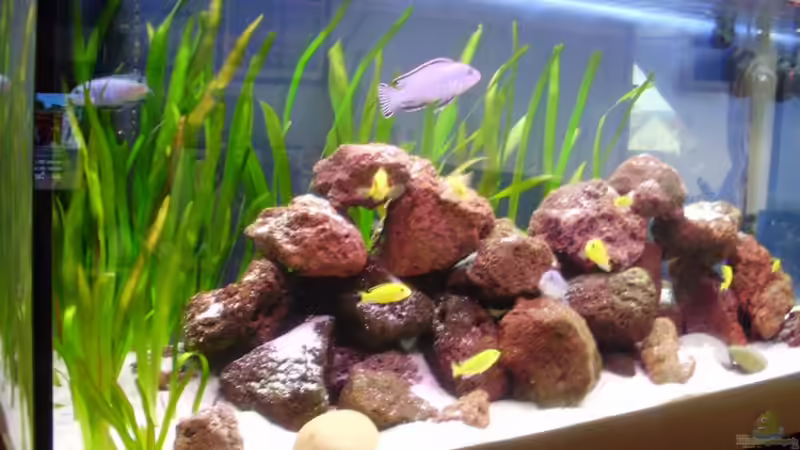 Aquarium Hauptansicht von Malawibecken Aquarium Hauptansicht von Malawibecken