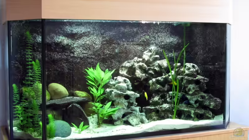 Aquarium Hauptansicht von Malawibecken Aquarium Hauptansicht von Malawibecken