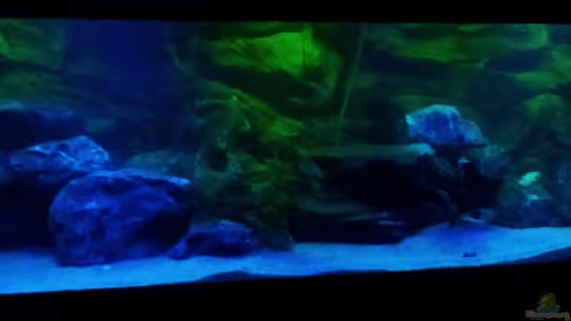 Aquarium Hauptansicht von Malawibecken Aquarium Hauptansicht von Malawibecken