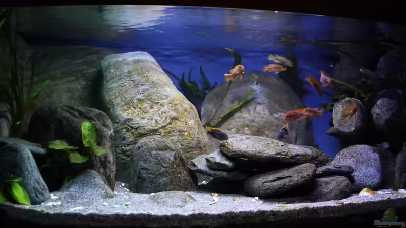 Aquarium Hauptansicht von Malawibecken Aquarium Hauptansicht von Malawibecken