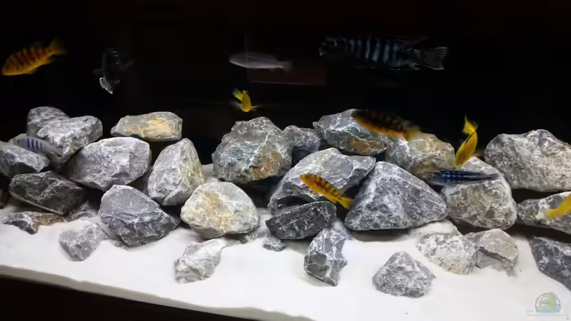 Aquarium Hauptansicht von Malawibecken Aquarium Hauptansicht von Malawibecken