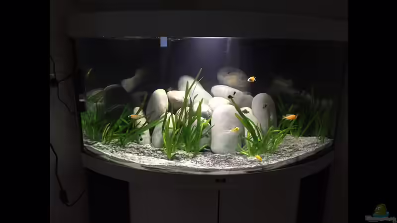 Aquarium Hauptansicht von Malawien Aquarium Hauptansicht von Malawien