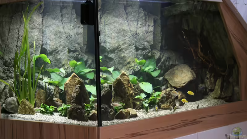 Aquarium Hauptansicht von Malawis Cave Aquarium Hauptansicht von Malawis Cave