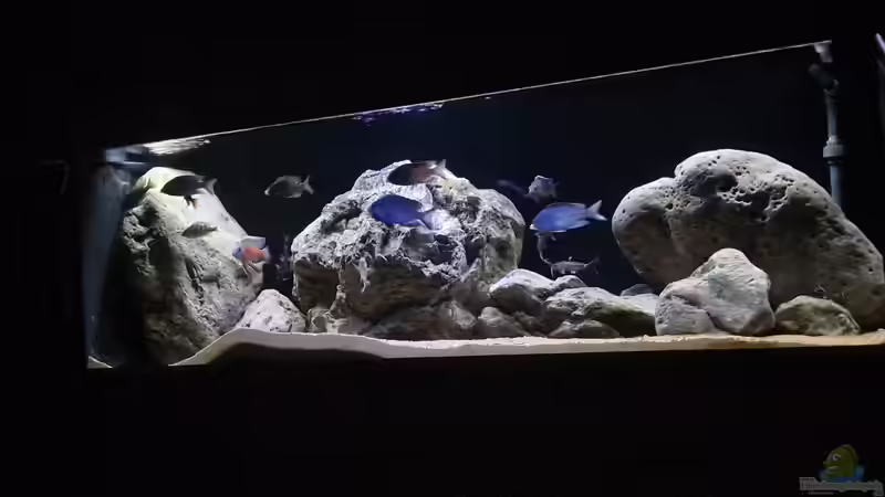 Aquarium Hauptansicht von Malawisee Non Mbuna Aquarium Hauptansicht von Malawisee Non Mbuna