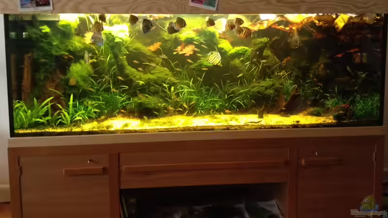 Aquarium Hauptansicht von Manaus Unterholz Aquarium Hauptansicht von Manaus Unterholz