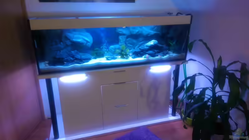 Aquarium Hauptansicht von Mannis Malawiwelt Aquarium Hauptansicht von Mannis Malawiwelt