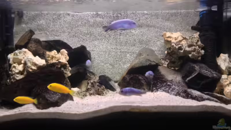 Aquarium Hauptansicht von Marcos Malawis Aquarium Hauptansicht von Marcos Malawis