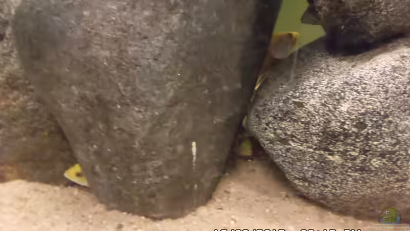 Aquarium Hauptansicht von Mbuna Baby Dream 2 Aquarium Hauptansicht von Mbuna Baby Dream 2