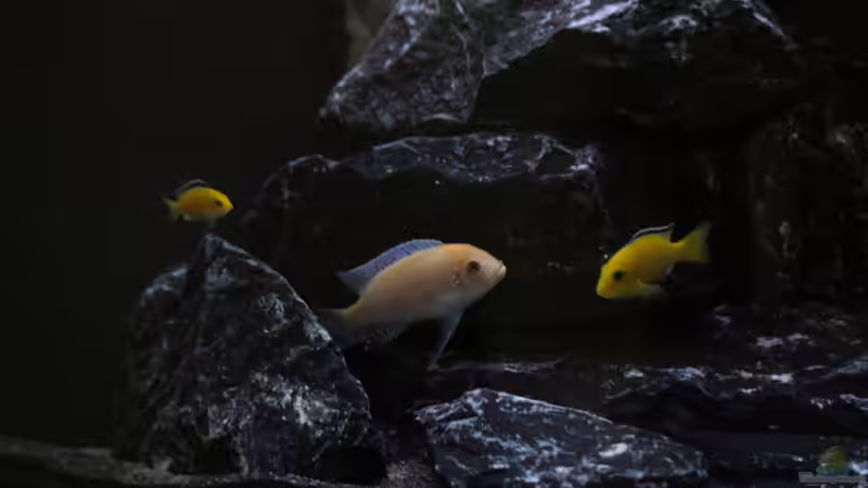 Aquarium Hauptansicht von Mbuna Juwel Vision 260 Aquarium Hauptansicht von Mbuna Juwel Vision 260