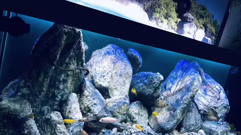 Aquarium Hauptansicht von Mbuna Mumbo Island by Lukas Aquarium Hauptansicht von Mbuna Mumbo Island by Lukas