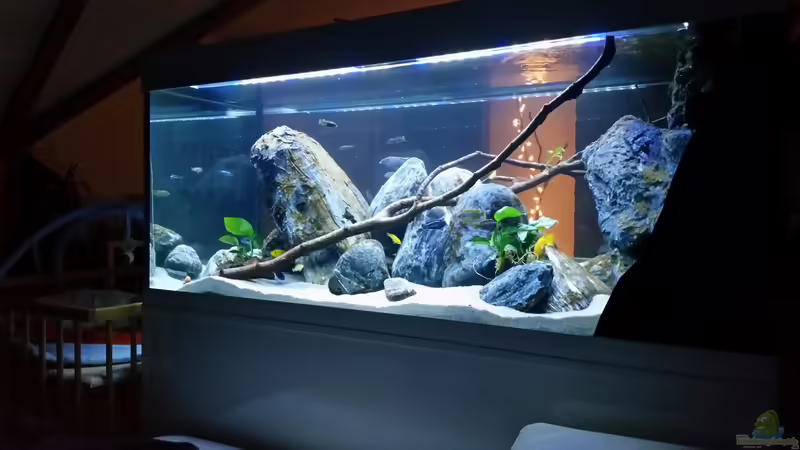 Aquarium Hauptansicht von Mbuna Resort Aquarium Hauptansicht von Mbuna Resort