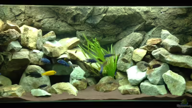 Aquarium Hauptansicht von Mbuna Rocks Aquarium Hauptansicht von Mbuna Rocks