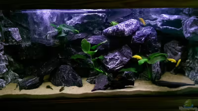 Aquarium Hauptansicht von Mbunas Felslitoral Aquarium Hauptansicht von Mbunas Felslitoral