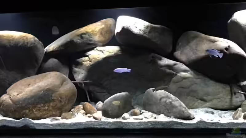 Aquarium Hauptansicht von Mbunas hole Aquarium Hauptansicht von Mbunas hole