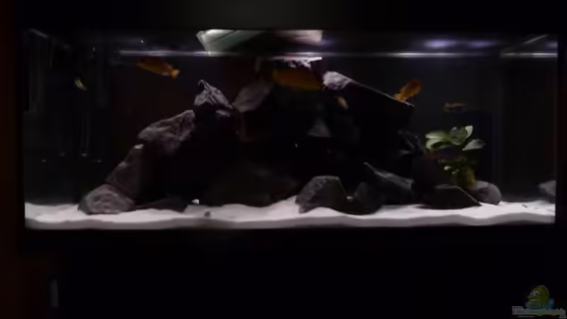 Aquarium Hauptansicht von Mbunas rocks `n caves Aquarium Hauptansicht von Mbunas rocks `n caves