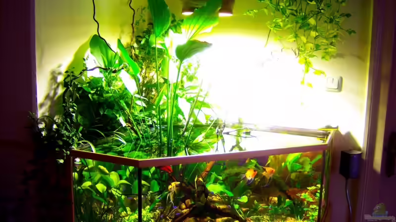 Aquarium Hauptansicht von Mco`s Aquarium Aquarium Hauptansicht von Mco`s Aquarium