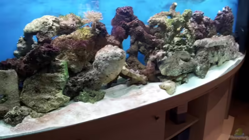 Aquarium Hauptansicht von Meerwasser Aquarium Aquarium Hauptansicht von Meerwasser Aquarium