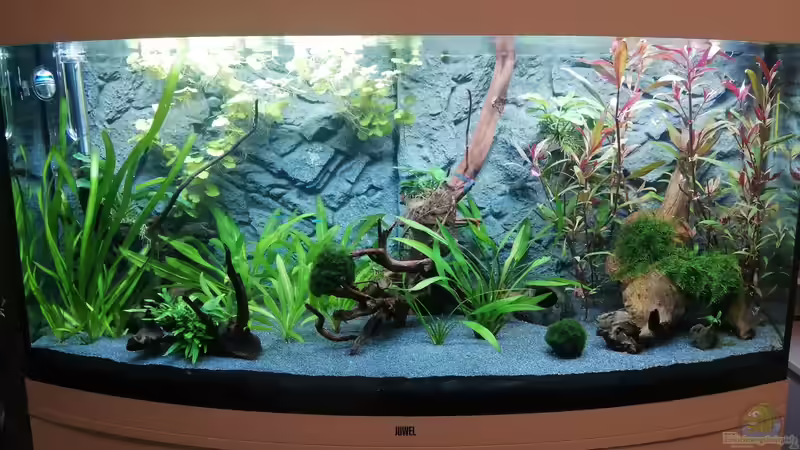 Aquarium Hauptansicht von Mein 1.Aquarium Aquarium Hauptansicht von Mein 1.Aquarium