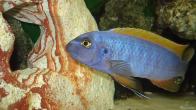 Aquarium Hauptansicht von Mein 200l Hauptbecken Aquarium Hauptansicht von Mein 200l Hauptbecken