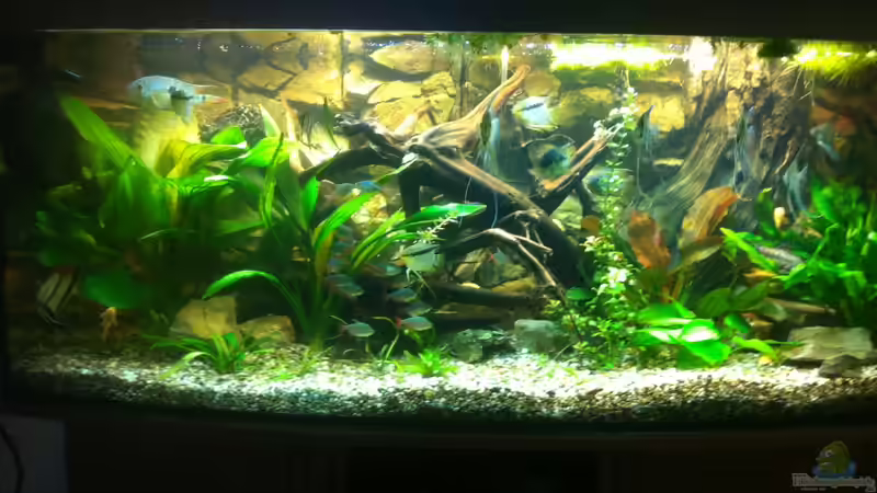 Aquarium Hauptansicht von Mein 450l Amazonasbecken Aquarium Hauptansicht von Mein 450l Amazonasbecken