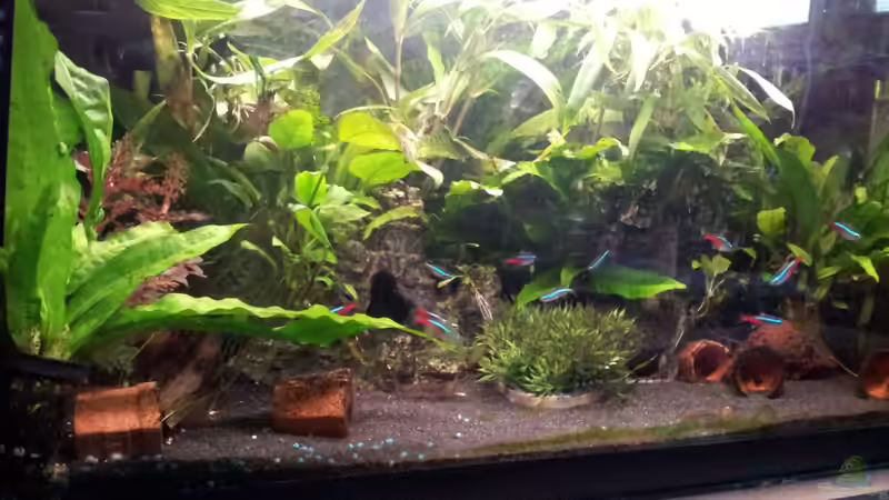 Aquarium Hauptansicht von mein 54l Aquarium Aquarium Hauptansicht von mein 54l Aquarium