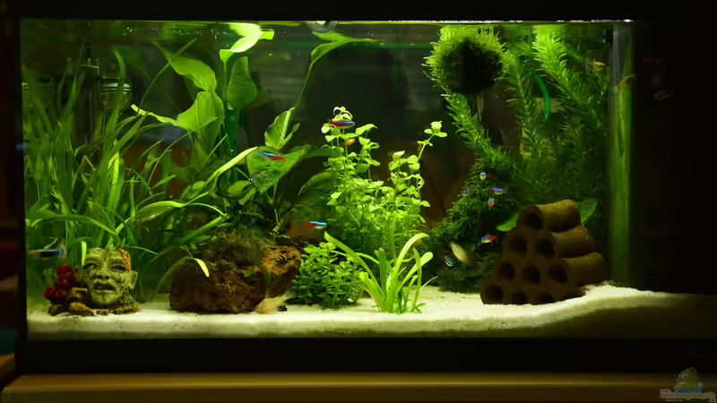 Aquarium Hauptansicht von Mein allererstes Aquarium :) Aquarium Hauptansicht von Mein allererstes Aquarium :)