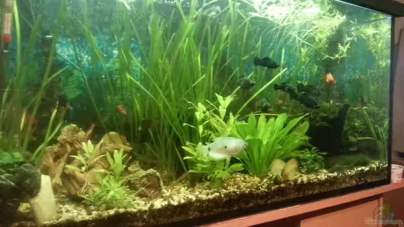 Aquarium Hauptansicht von Mein Anfang Aquarium Hauptansicht von Mein Anfang