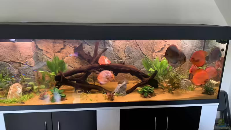 Aquarium Hauptansicht von Mein Discustraum Aquarium Hauptansicht von Mein Discustraum