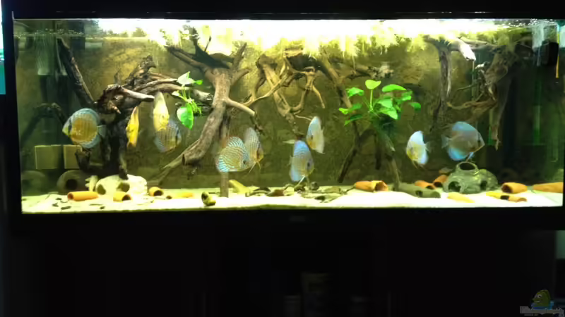 Aquarium Hauptansicht von Mein DISKUSTRAUM Aquarium Hauptansicht von Mein DISKUSTRAUM