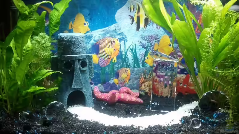 Aquarium Hauptansicht von Mein erstes Aquarium ) Aquarium Hauptansicht von Mein erstes Aquarium )