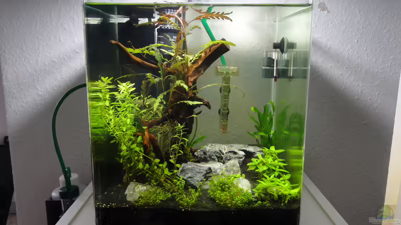 Aquarium Hauptansicht von Mein erstes Aquascape Aquarium Hauptansicht von Mein erstes Aquascape