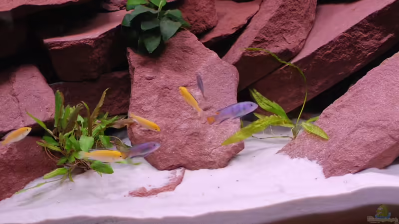 Aquarium Hauptansicht von Mein erstes Becken / Malawi Aquarium Hauptansicht von Mein erstes Becken / Malawi