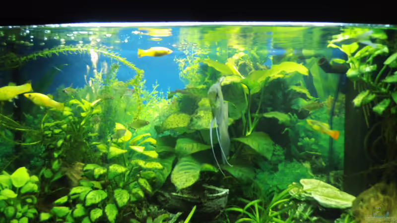Aquarium Hauptansicht von Mein erstes Becken Aquarium Hauptansicht von Mein erstes Becken