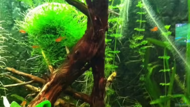 Aquarium Hauptansicht von Mein erstes größeres Projekt Aquarium Hauptansicht von Mein erstes größeres Projekt