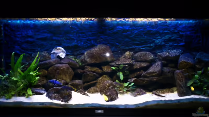 Aquarium Hauptansicht von Mein erstes Malawibecken Aquarium Hauptansicht von Mein erstes Malawibecken