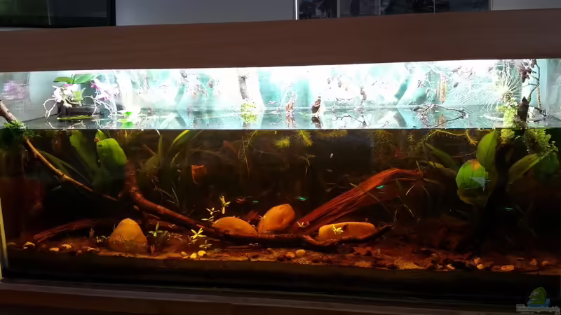 Aquarium Hauptansicht von Mein erstes Schwarzwasserbecken Aquarium Hauptansicht von Mein erstes Schwarzwasserbecken