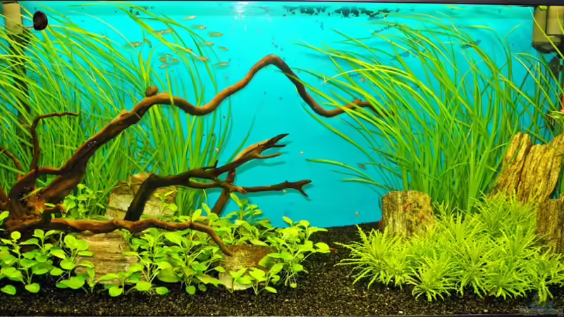 Aquarium Hauptansicht von Mein Garnelenparadies Aquarium Hauptansicht von Mein Garnelenparadies