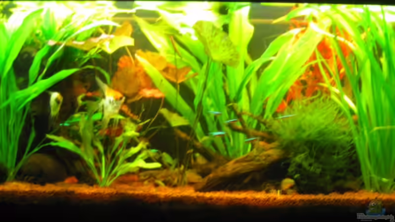 Aquarium Hauptansicht von Mein kleiner Unterwasserdschungel-gibts nicht mehr Aquarium Hauptansicht von Mein kleiner Unterwasserdschungel-gibts nicht mehr