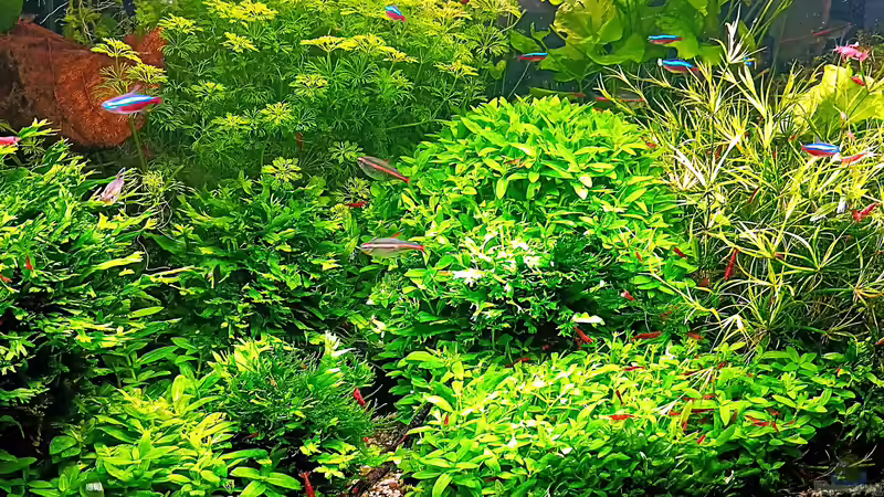 Aquarium Hauptansicht von mein kleines Amazonas Scape Aquarium Hauptansicht von mein kleines Amazonas Scape