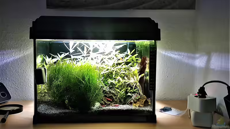 Aquarium Hauptansicht von mein kleines Garnelen Becken (aufgelöst) Aquarium Hauptansicht von mein kleines Garnelen Becken (aufgelöst)