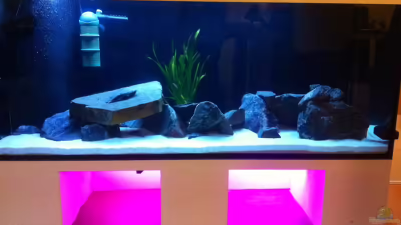 Aquarium Hauptansicht von Mein Malawi Dream Aquarium Hauptansicht von Mein Malawi Dream